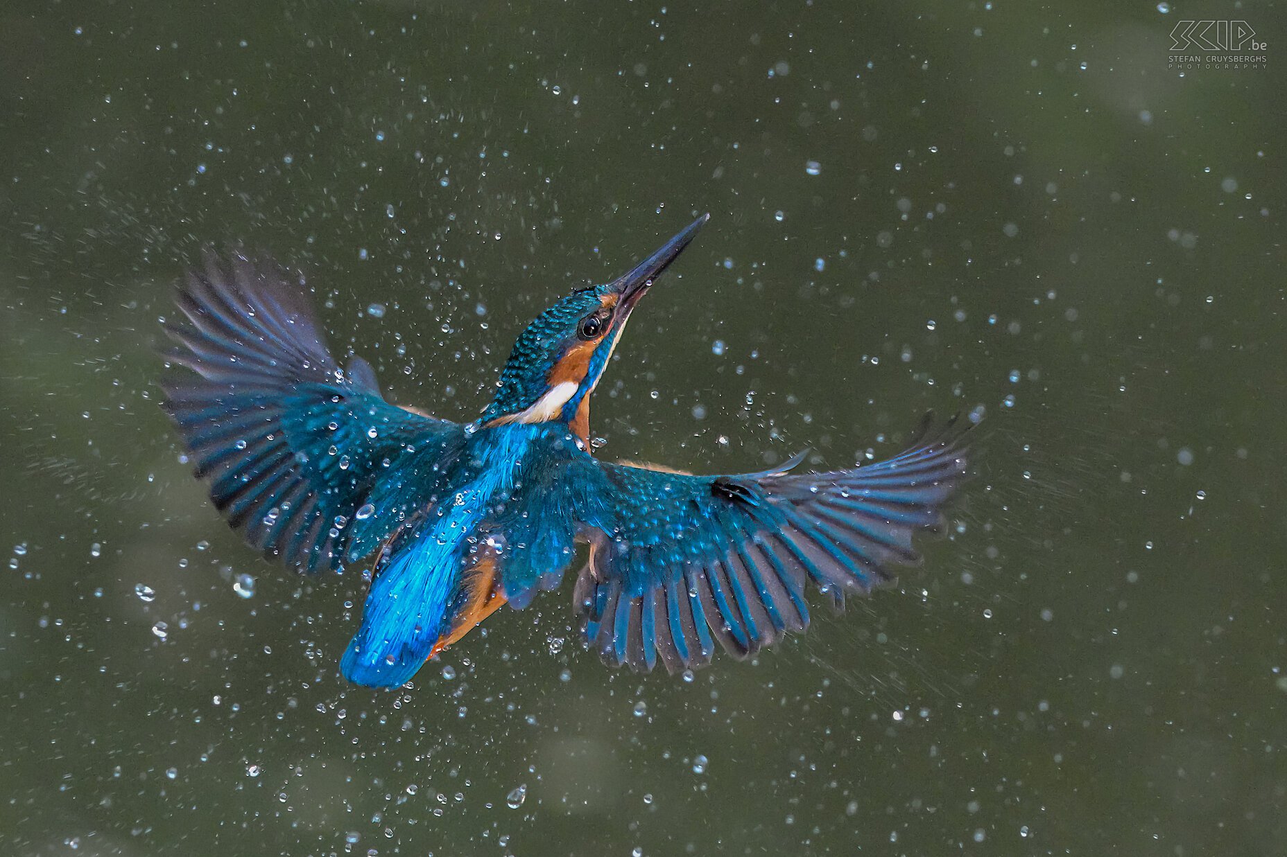 Kingfisher  Stefan Cruysberghs